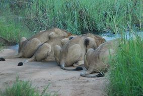 Living lions in Africa