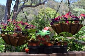 flowers strawberries in cashe-pots