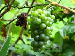 green grapes on the vine closeup