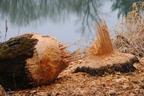 a beaver bitten tree near the lake
