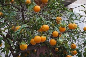 growing oranges on a tree on the coast of Mallorca