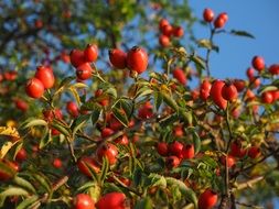 wild rose bush with fruits