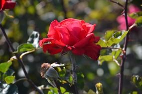 blooming garden rose