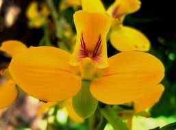 yellow orchid flower