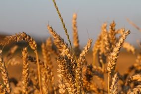 golden cereal spike on the field