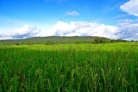 rice cultivation green fields landscape