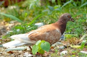 wild pigeon on the ground