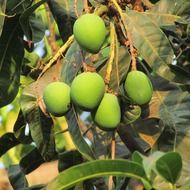 fresh juicy mango on a tree in the sunshine
