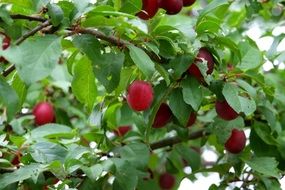 Wild delicious plum