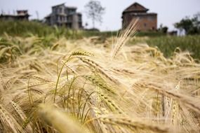 wheat field in in village