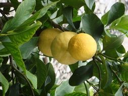 yellow lemons on a green tree