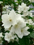 white jasmine flowers