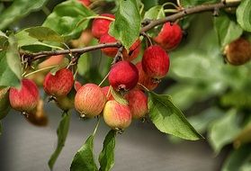 red sky apples on a tree