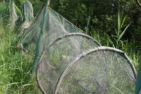 chiemsee reuse fish