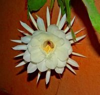 orchid cactus