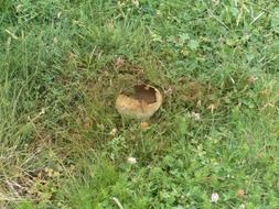 open puffball mushroom on meadow