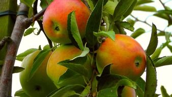 ripe apples on the tree close up