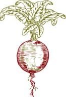 beetroot, vintage illustration