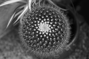 black cactus
