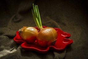 two onion bulbs on red plate, low key still life