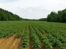 potato fields agriculture