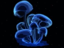toxic blue mushrooms