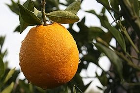 orange in dew on a tree close-up on blurred background