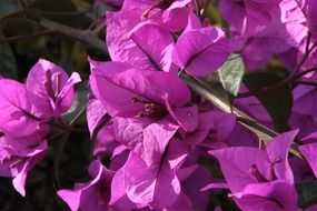 pink flower plant natural