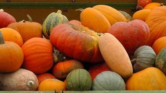 color tasty healthy pumpkins