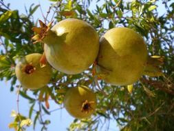 Yellow tasty pomegranate fruits