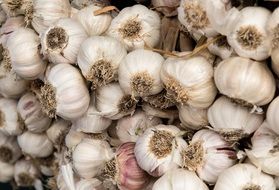 garlic in the market close-up