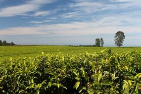 tea plantation in countryside