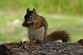 squirrel with a nut on a log