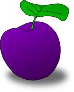 blue plum with green leaf, illustration