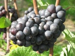 cultivation of blue grapes