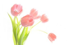 graphic image of a bouquet with pale pink tulips