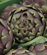 purple artichoke close up