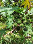 ricinus seeds