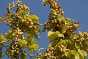hops growing in a hop yard