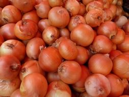 harvest of brown onions close-up