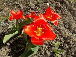 red open tulips in soil