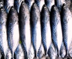 fish packing