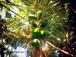 green papaya on tree