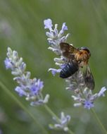 macro lavender