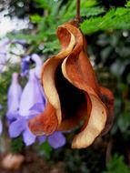 jacaranda flower