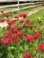 field red flowers