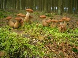 mushroom meadow