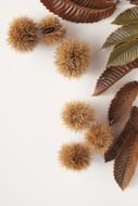 sweet delicious chestnuts nature food