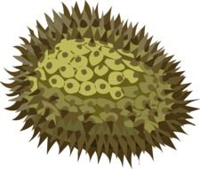 green durian fruit with needles