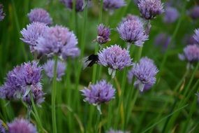 purple chives blossom with insect